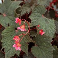 Image result for Begonia gentilii
