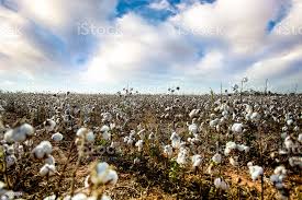 Foto De American Cotton Field E Mais Fotos De Stock De Luisiana Istock