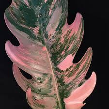Philodendron Caramel Marble Pink One Of The Most Beautiful Collector Plants Philodendron Plants Rare Plants