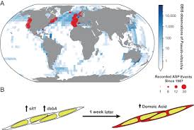Image result for Amnesic Shellfish Poisoning