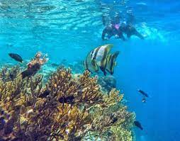 Best Dive Sites In Bali To See Endangered Marine Animals Marine Animals Endangered Endangered Animals