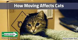 Moving With Cats To A New Home How Moving Affects Cats Cat Care Cats Animals For Kids