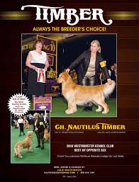 Pin By Sarah On Golden Retrievers In 2020 Golden Retriever Dogs Retriever
