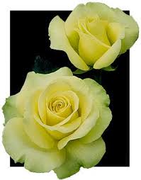 If a rose bush will be exposed to freezing temperatures at any point in the day or. St Patrick Rose Take Root With Dennis 7 Dees