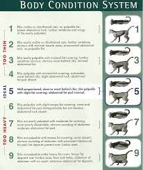 The mix of dry cat food and canned wet cat food can help your cat with dental health. How Often Should I Feed My Cat Wet Food Http Pets Ok Com How Often Should I Feed My Cat Wet Food Cats 3094 Html Body Condition Cat Nutrition Cat Body