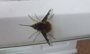 More images for bee like insect with long nose » The Bee Fly Bombylius Major Looks Dangerous Actually Harmless To Humans Everything Not Human