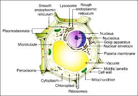 The animal cell diagram is widely asked in class 10 and 12 examinations and is beneficial to understand the structure and functions of an animal. Draw A Well Labelled Diagram Of A Plant Cell
