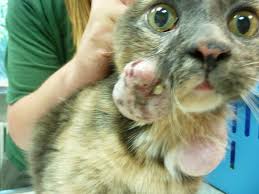 Katze Mit Tumoren Im Gesicht Gefunden Htv Bittet Um Hinweise Zum Halter Hamburger Tierschutzverein Von 1841 E V