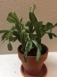 These plants are normally grown in greenhouses where they are exposed to surroundings that greatly resemble their natural habitat in terms of. My Christmas Cactus Is Super Droopy Is There Anything I Can Do Plantclinic
