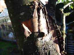 Les arbres sains dépendent de beaucoup de facteurs, y compris la maladie en temps opportun et la lutte antiparasitaire. Bark Splitting Peeling On Cherry Tree In Grow Your Own Page 1 Of 1