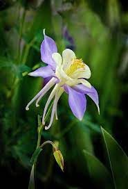 Pin On Flowers Plants