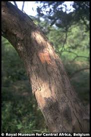 Image result for Combretum collinum