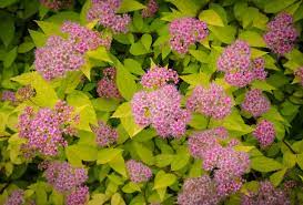 Located in berthoud, colorado, we cultivate a variety of annuals, perennials, woody shrubs and fruit trees on 5 acres with. 6 Low Maintenance Plants For The Front Range 5280