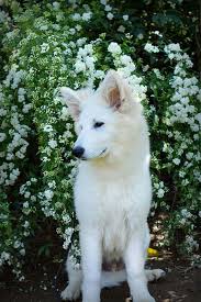 Enter your email address to receive alerts when we have new listings available for dogs for sale in british columbia. 110 Puppies Ideas Puppies German Shepherd German Shepherd Puppies