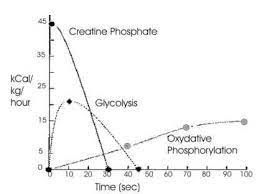 Muscle Physiology Physiology Muscle Creatine