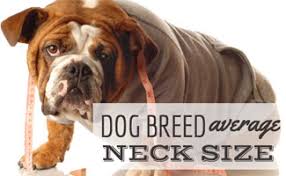 what is your dog breeds average neck size and weight