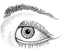 Epicanthal folds are defined as a condition in which skin of upper eyelid show skin folds towards inner corner of eye. Epicanthic Definition Of Epicanthic By Medical Dictionary