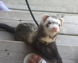 my ferret being cute as buttons: ferrets