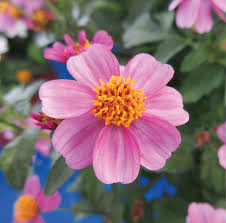 Image result for Bidens