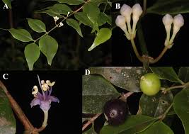 Image result for Memecylon sp. D