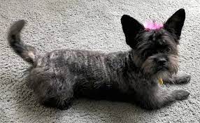 View french bulldog puppies for sale. French Bull Tzu Dog Breed Information And Pictures