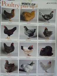 Black And White Speckled Chicken Name Images And Names Of Different Species Of Chickens Honest To Blog