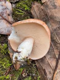 Image result for Suillus weaverae