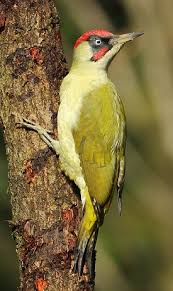 Vogel Botanischer Garten Munchen Nymphenburg