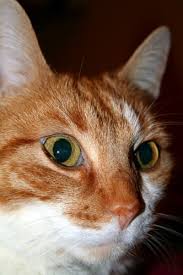 Ucretsiz Profil Kedi Stok Fotograf Freeimages Com