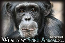 Where do you think new world monkeys come from? Monkey Facts Songs Movies Trivia Mammal Animal Facts