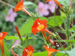 Image result for Ipomoea crassipes