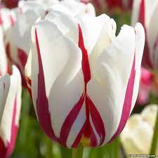 Tulip World Expression Tulips Flowers Bulb Flowers Tulip Bulbs