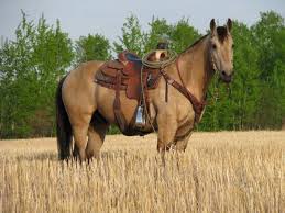 They can be very similar in coloration dun horses can be tan, red or grullo, and all will always display distinct primitive markings. Buckskin Quarter Horse Gelding Some Day Horses Buckskin Horse Pretty Horses