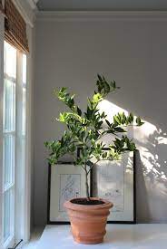 Send a lime tree gift to someone special today. Winter Is Coming How To Keep An Indoor Citrus Tree Happy Gardenista