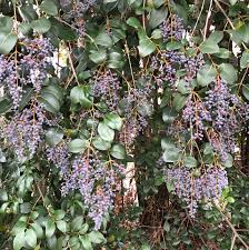 Image result for Ligustrum lucidum