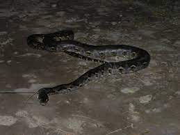 We did not find results for: Misteri Hantu Ular Sawa Di Tanjung Jaga Kosmo Digital