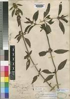 Image result for Leucas deflexa