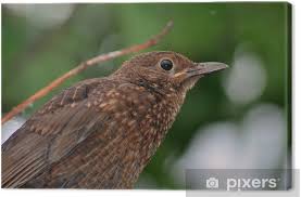 Anstatt seine vögel in einen käfig zu sperren. Leinwandbild Brown Gemeinsamen Garten Vogel Pixers Wir Leben Um Zu Verandern