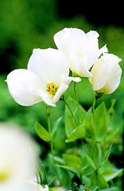 Image result for eustoma Balboa