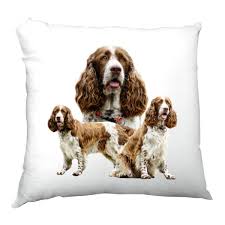 Image result for anglický špringršpaněl