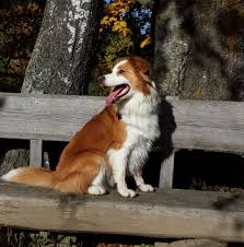 Their fur can be medium or long, slightly wavy or straight, but it usually has a coarse texture. Yellow Gelb Australian Shepherd Aussie De