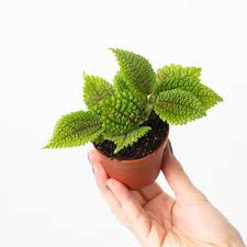 Image result for Pilea johnstonii