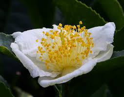 Image result for Camellia sinensis