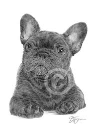 Alibaba.com offers 935 price french bulldog products. French Bulldog Puppy Art Pencil Drawing Print A4 Only Signed By Artist Dog Ebay