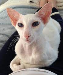 Originating in the 1950s, the oriental cat was selectively bred from siamese. Adopt Olivia Purebred Oriental Shorthair Siamese On Petfinder Oriental Shorthair Oriental Shorthair Cats Puppies And Kitties