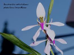 Image result for Solenangis conica