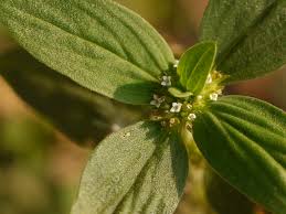 Image result for Spermacoce sphaerostigma