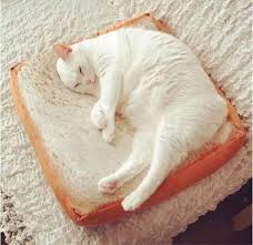 What human food can cats eat? Can Cats Eat Bread Is Bread Safe For Cats Cattime Cat Pad Cat Cushion Cat Pillow