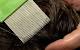 What Do Nits Look Like On Paper Towel
