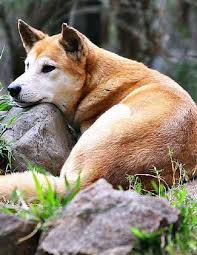 Dingo Avustralya Australia Animals Wild Dogs Australian Native Animals